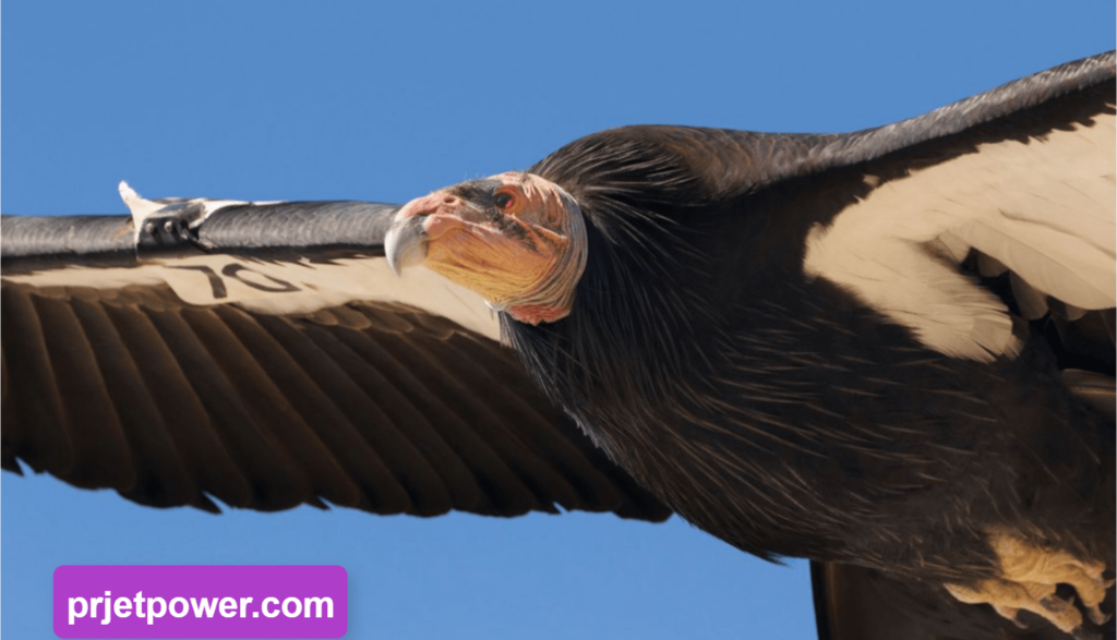 How Large are California Condors Size Compared to Humans and Other Species? Interesting Facts 2 California Condor Wingspan and Flight Abilities