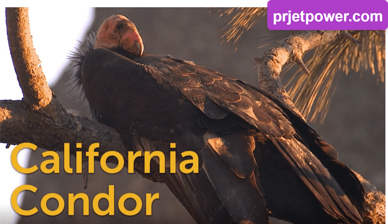 How Large are California Condors Size Compared to Humans and Other Species? Interesting Facts 1 How Large are California Condors Size Compared to Humans and Other Species? Interesting Facts