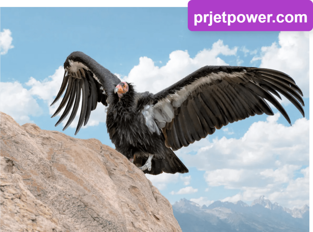 How Large are California Condors Size Compared to Humans and Other Species? Interesting Facts 4 California Condor Size Compared to Albatrosses